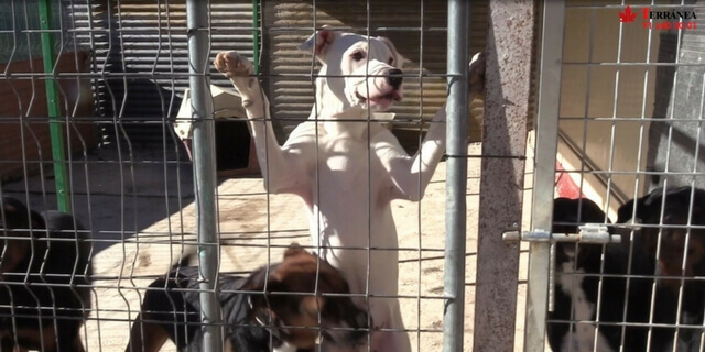 perros en una jaula de una perrera