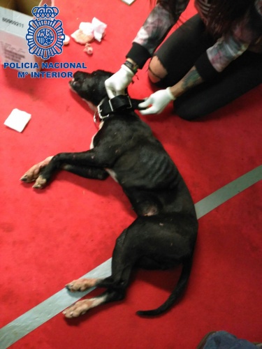 perro peligroso de pelea rescatado por la Policía en Tenerife