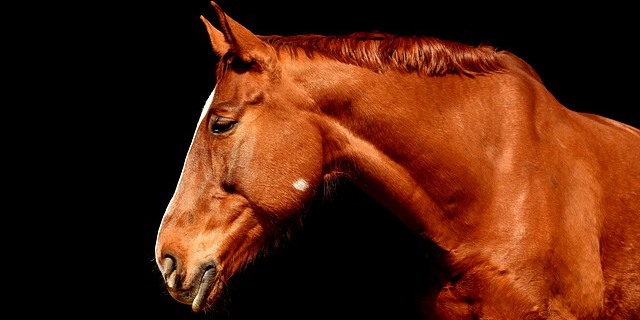 35 caballos más famosos de la historia: Elige nombre para el tuyo | Blog de  Terránea