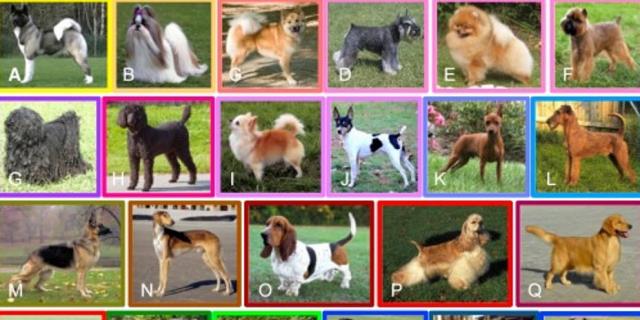 En la investigación se analizaron todas las razas de perros (Foto: Cell Reports).