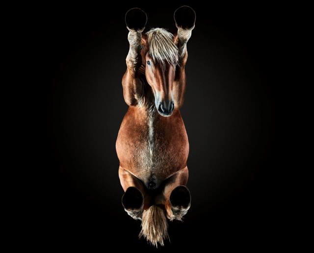 Burba cumplió su reto de fotografiar a un caballo desde abajo (Foto: Underlook).