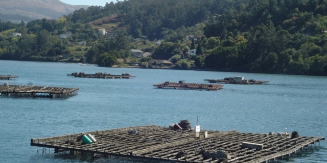 Bateas de acuicultores en la Ría de Vigo