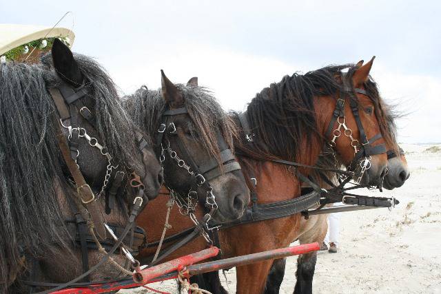 Tres equinos de la raza belga