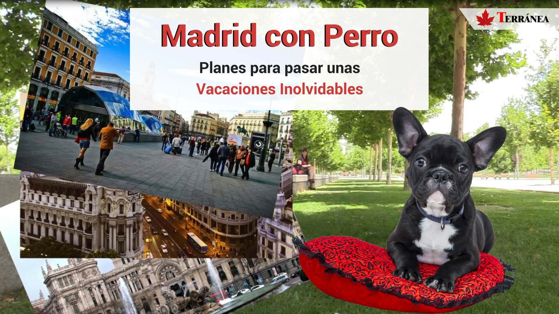 Viajar con tu perro en Madrid y más que compartir con tu mascota