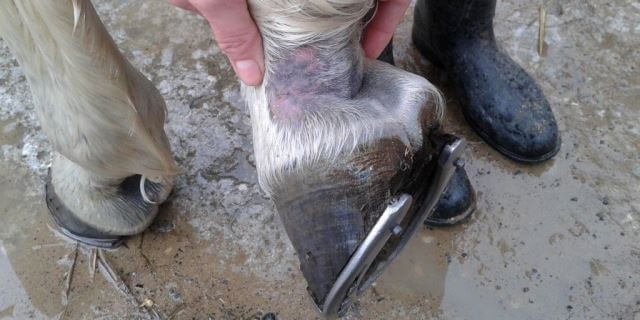 Grietas producidas en los cascos del caballo debido a la fiebre del barro.