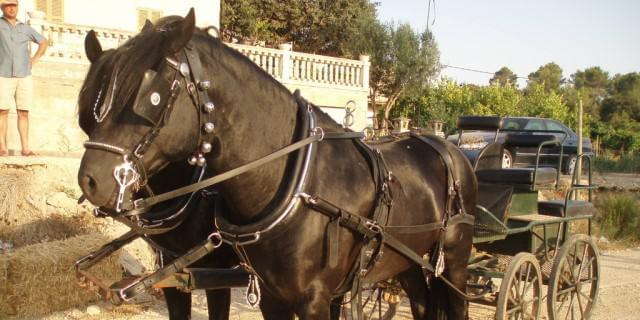 caballo Mallorquín, raza de caballos españoles
