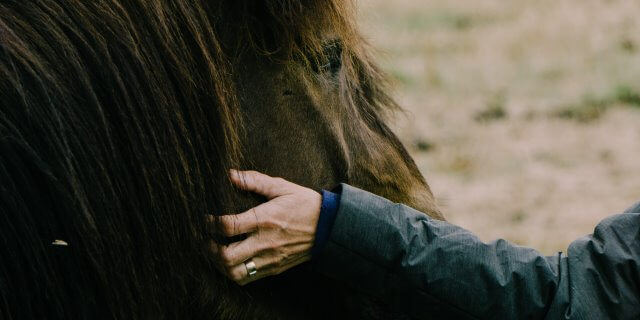 Equinoterapia: Lo que los caballos aportan a las personas.