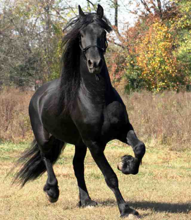 foto de un caballo frisón negro