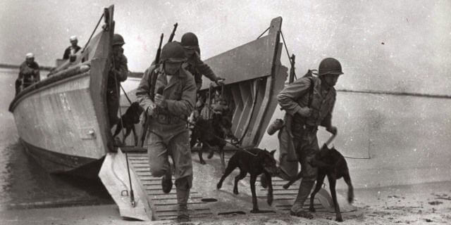 Perros soldado llegan a una playa