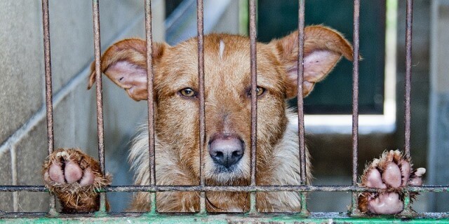 Animales en protectoras