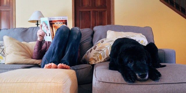 imagen de un perro negro tumbado en el sofa al lado de una persona