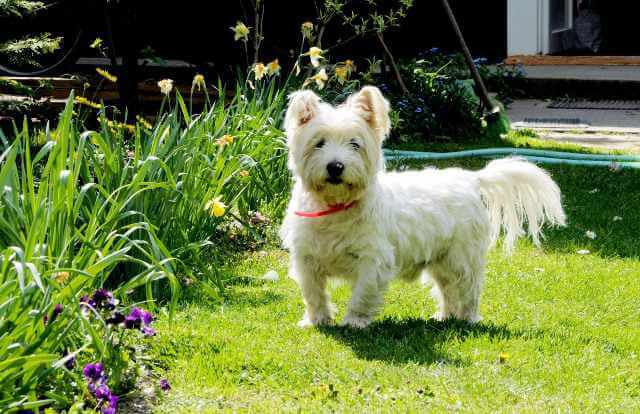 Un perro de raza West Highland White Terrier en un jardín.