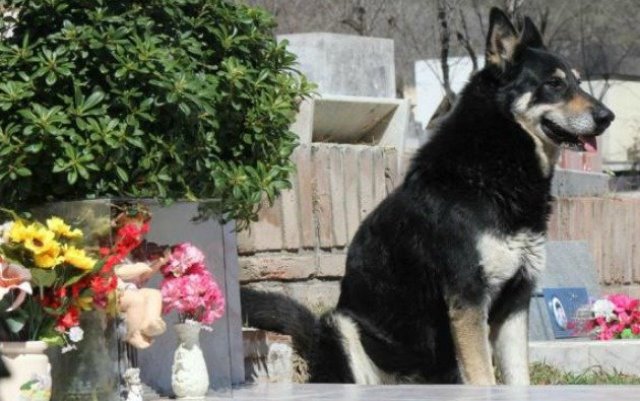 Capitán el perro que ha velado durante una década la tumba de su amo