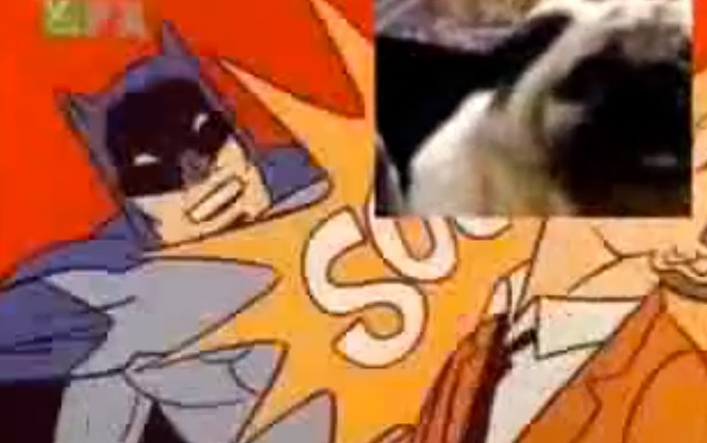 Cabecera de la serie de Batman y grito del perro pug (Vídeo: YouTube).