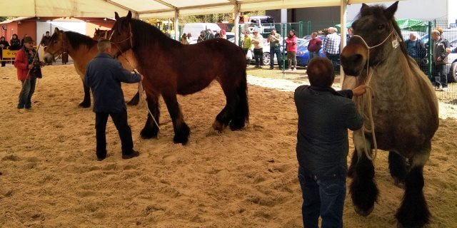 Feria del caballo en Belmonte de Miranda.