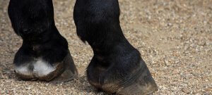 laminitis