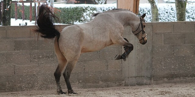 Caballos