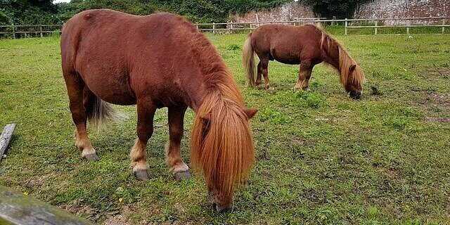 Pony Shetland.