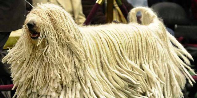 Komondor: Todo el perro pastor “rastafari” | Terránea