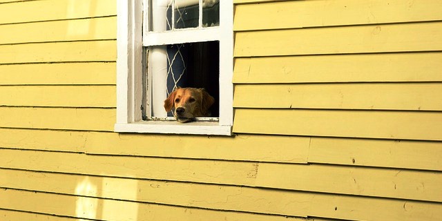 Perro en una ventana.