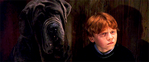 imagen del perro de Harry Potter