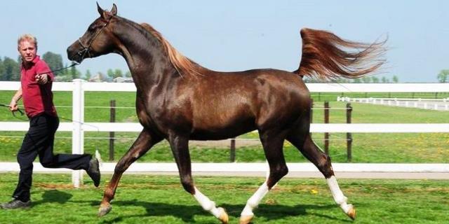 imagen de un caballo arabe ruso