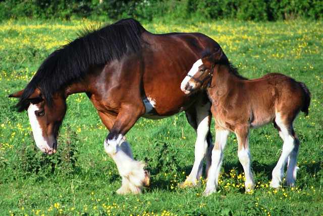 Caballos Clydesdale.
