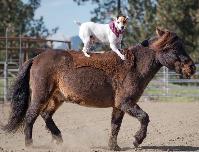 Dally y Spanky, el perro y el pony se amigos inseparables