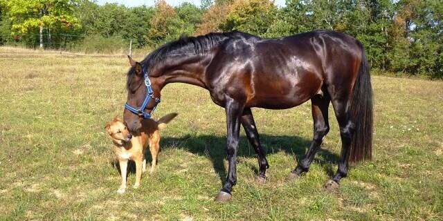 Primer contacto entre un caballo y un perro.