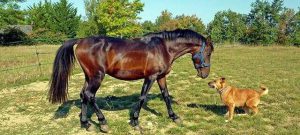 Como montar a caballo junto a un perro.