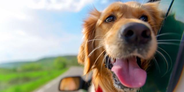 perro al que le gusta viajar en coche