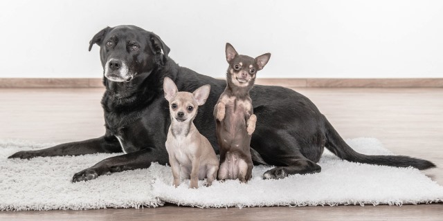 imagen de tres perros