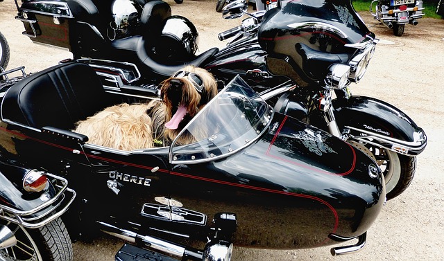 Como llevar a un perro en moto.