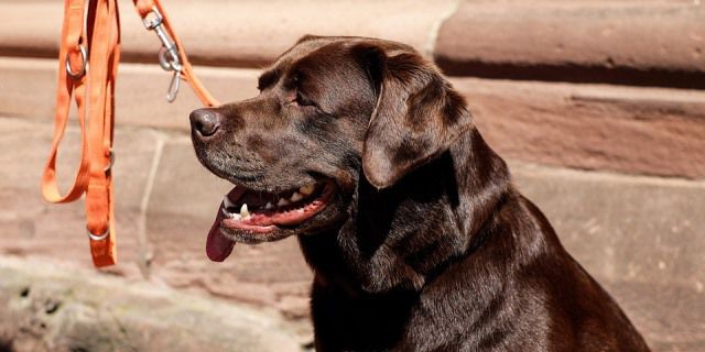 El labrador retriever es una raza apta para la caninoterapia.