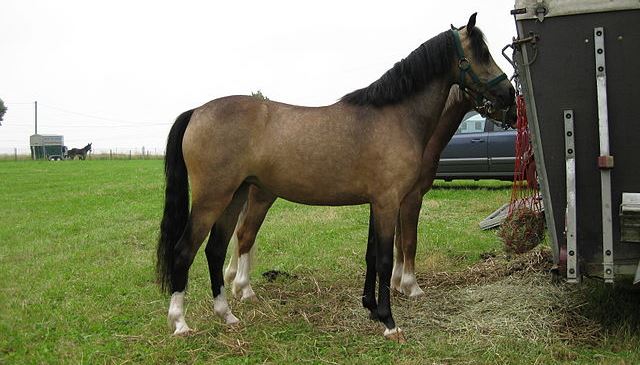 Pony Welsh