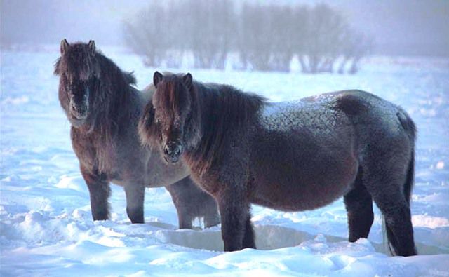 Los caballos de Yakutia.