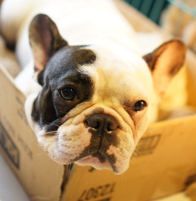imagen de un perro en una caja
