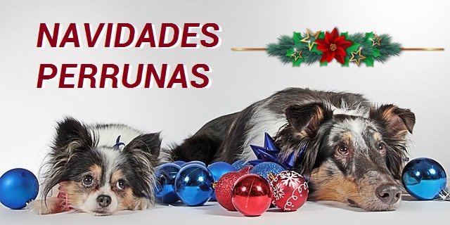 Navidad con Perros: Cómo celebrar las fiestas con tu mascota