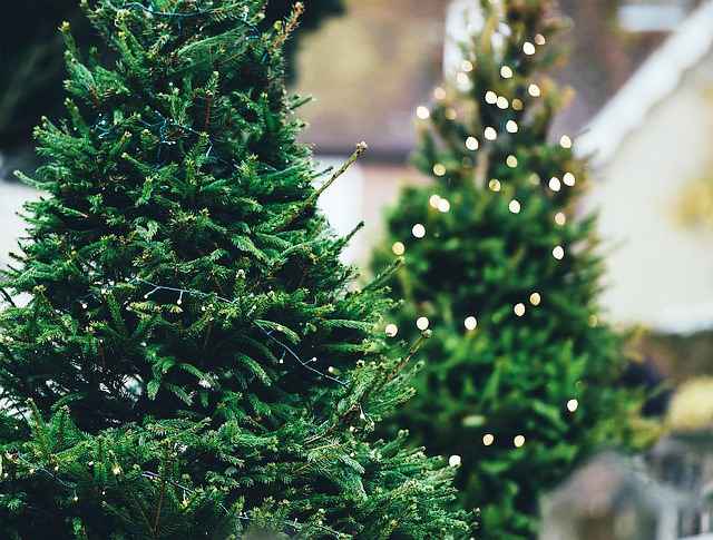 Cuándo se pone el árbol de Navidad? - ¿Qué dice la tradición? - Primeros  Cristianos