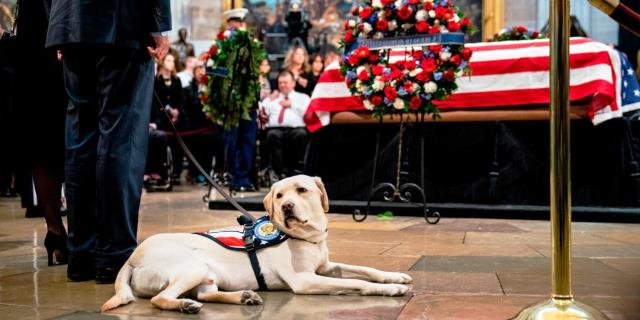 Sully el labrador que ayudaba a George Bush