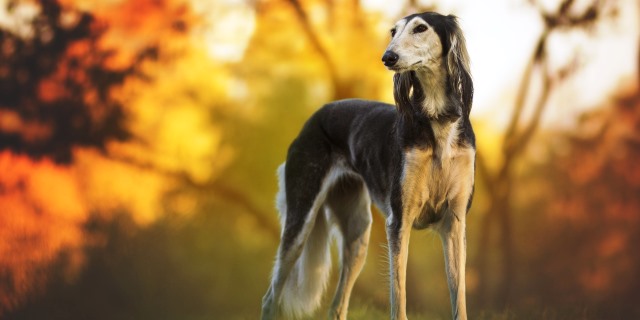 imagen de un perro galgo persa o saluki