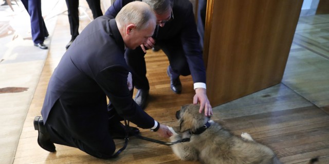Putin y su nuevo perro pastor.