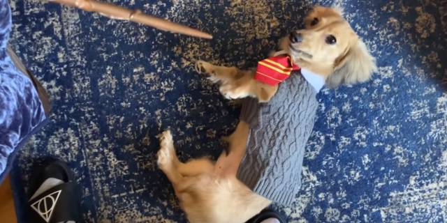 Remus, el perro fan de Harry Potter que se sabe todos los hechizos