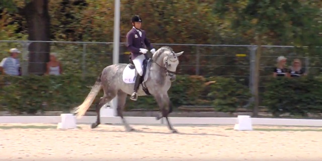 caballo PRE compitiendo
