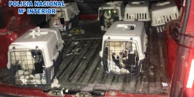 Rescate de los 12 perros en un criadero ilegal de Madrid (Foto: Policía Nacional).