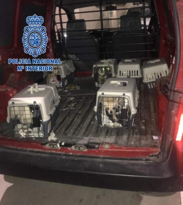 Rescate de 12 perros de un criadero ilegal.