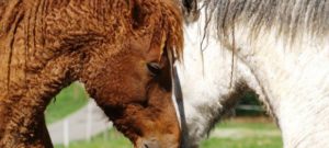 Caballos Bashkir Curly