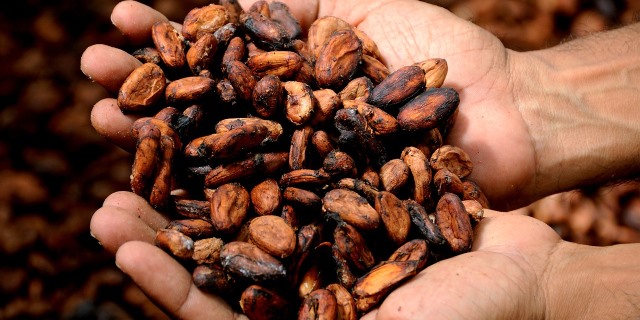 cacao en grano