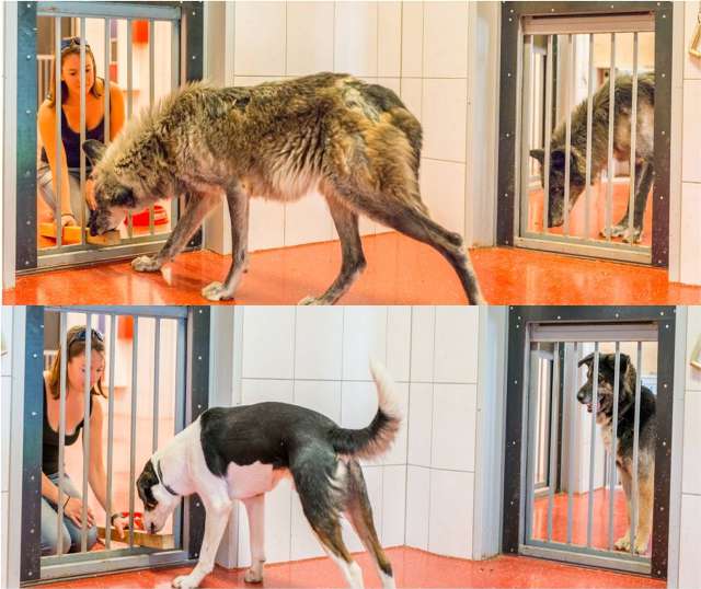 imagen de perros en una perrera a los que les dan de comer