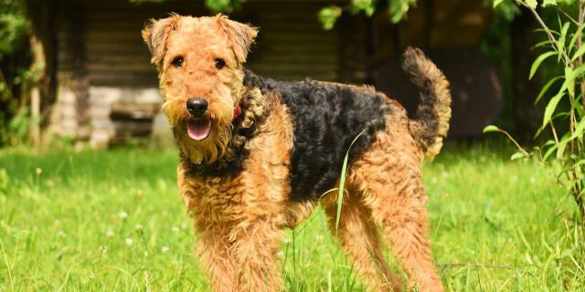 AIREDALE
